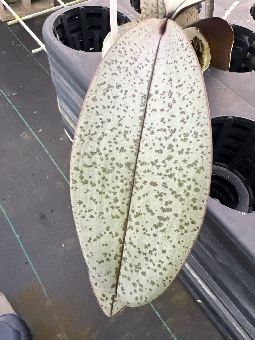 Phalaenopsis schilleriana seedling in 3” pot , rare offering