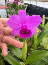 Load image into Gallery viewer, Cattleya bowringiana 4N x sib . 4N , all in Sheath with buds or spike now
