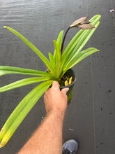 Load image into Gallery viewer, Paphiopedilum rothschildianum x rothschildianum
