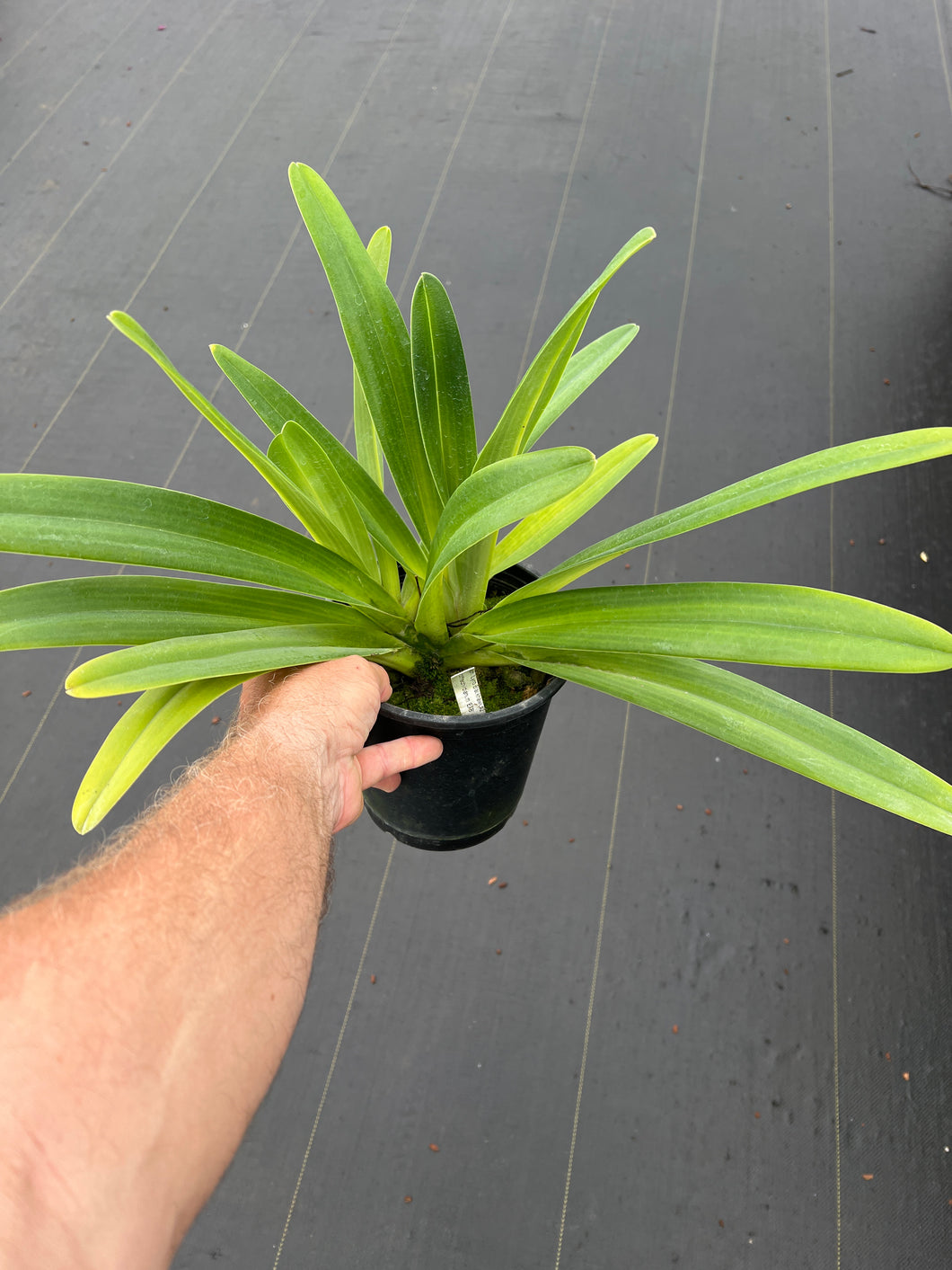 Paphiopedilum Lyro Blackhawk x rothschildianum ‘EXB’