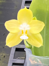 Load image into Gallery viewer, Phalaenopsis Zheng Min Quartz x Penang violacea ‘BK’, one of a kind seedling
