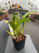 Load image into Gallery viewer, Rlc . Siam Pacific delight ‘Shogun ‘s Miracle ‘ AM , original division in double spike
