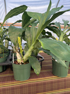 Ctsm . Mary Lou(Catasetum juruenense x Ctsm. Barbatum )