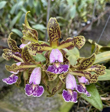 Load image into Gallery viewer, Cattleya schilleriana coerulea ‘ Gipson ‘ x self
