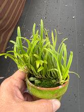 Load image into Gallery viewer, The monkey face orchid : Dracula Lotax, all spiking !❤️
