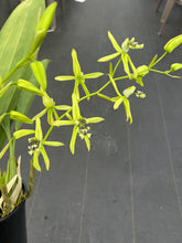Load image into Gallery viewer, Coelogyne mayeriana ‘Okika’AM/AOS, original divisions of awarded plants
