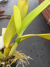 Load image into Gallery viewer, Cattleya warscewiczii alba ‘Leo Holquin ‘ FCC , original division
