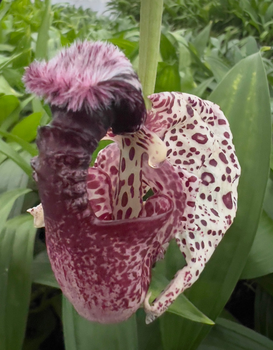 Coryanthes alborosea , 4” pots blooming g size