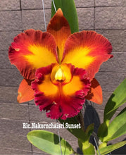 Load image into Gallery viewer, Rlc . Nakornchaisri Sunset ‘#2’ pluggers 72
