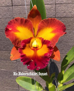 Rlc . Nakornchaisri Sunset ‘#2’ pluggers 72
