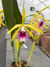 Load image into Gallery viewer, A3- Cattleya tenebrosa fma.aurea ‘Walton Grange ‘ FCC x self
