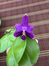 Load image into Gallery viewer, Phalaenopsis violacea indigo ‘Blue Diamond ‘, big and bold
