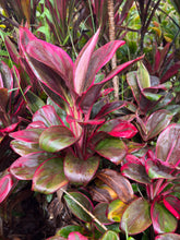 Load image into Gallery viewer, Cordyline Lani Ti
