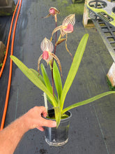Load image into Gallery viewer, A14- Paph . Lady Isobel SH1786
