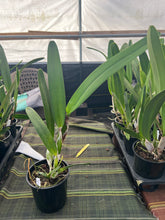 Load image into Gallery viewer, Cattleya purpurata var . carnea , blooming size seedlings large plants

