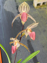 Load image into Gallery viewer, A4- Paph . Lady Isobel SH1786
