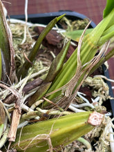 Load image into Gallery viewer, Coryanthes elegantinum  2 spikes ,
