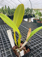 Load image into Gallery viewer, C. Bow Bells ‘White Sands’ AM /AOS OF 86 points , our exclusive awarded plant
