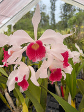 Load image into Gallery viewer, C . purpurata f. carnea -cereja x sib., dark cherry red lips !!!
