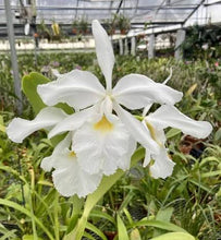 Load image into Gallery viewer, Cattleya warscewiczii alba ‘Leo Holquin ‘ FCC , original division
