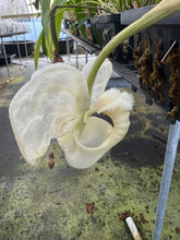 Load image into Gallery viewer, Coryanthes alborosea alba 2 spikes
