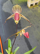 Load image into Gallery viewer, A5- Paph . Lady Isobel SH1786
