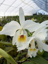 Load image into Gallery viewer, Cattleya Labiata s/a Shogun ‘s waterfall Lip ‘AM and CCM , original div virus free
