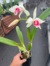 Load image into Gallery viewer, Cattleya (C.) purpurata fma carnea ‘Red Sunrise’ , SELECT RED
