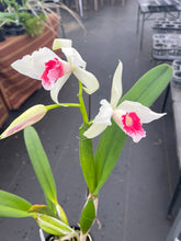 Load image into Gallery viewer, Cattleya (C.) purpurata fma carnea ‘Red Sunrise’ , SELECT RED
