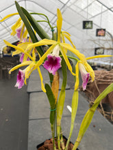 Load image into Gallery viewer, A3- Cattleya tenebrosa fma.aurea ‘Walton Grange ‘ FCC x self
