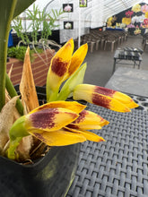 Load image into Gallery viewer, Maxillaria perryae in bloom
