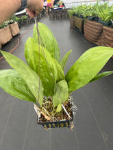 Load image into Gallery viewer, Stanhopea Nina Rach x ecornuta large 10 inch basket
