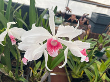 Load image into Gallery viewer, Cattleya (C.) purpurata var . carnea with open blooms
