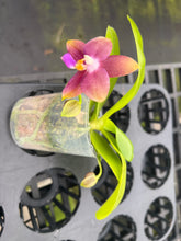 Load image into Gallery viewer, Phalaenopsis (Penang Jewel x ( Yaphon super Jaguar x Samera) x Mituo golden tiger ‘White Tiger’, one of a kind awesome seedling
