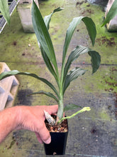 Load image into Gallery viewer, Ctsm . Mem . Dorothy Wells x Diana Dots
