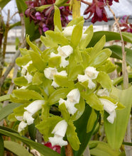 Load image into Gallery viewer, C. leopoldii f. alba ‘Diamond orchids’ AM treated
