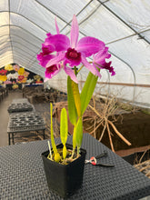Load image into Gallery viewer, C . purpurata flamea ‘Fire Storm ‘, back bulb division in bloom , superb , select
