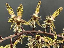 Load image into Gallery viewer, Ctsm . gladiatorium x semicirculatum
