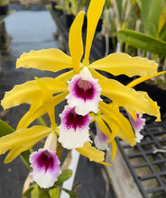 Load image into Gallery viewer, Cattleya (C.) tenebrosa aurea ‘Walton Grange ‘ FCC x self , select division large plant.
