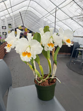 Load image into Gallery viewer, Cattleya (C.) Taida Eagle Eye ‘ White Angel ‘FCC, Large division with three spikes !!!
