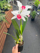 Load image into Gallery viewer, Cattleya (C.) purpurata fma carnea ‘Magician Red ‘, SELECT red lip
