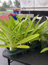 Load image into Gallery viewer, Paphiopedilum rothschildianum (‘Jungle selected’x ‘Atlantis ‘ )x ( ‘Red Baron ‘ x ‘ Wide Horizon ‘)
