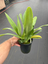 Load image into Gallery viewer, Paphiopedilum yang- Ji Apple ( philippinense x anitum  )
