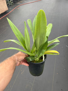 Paphiopedilum yang- Ji Apple ( philippinense x anitum  )