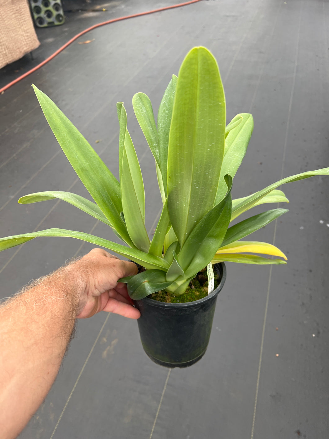 Paphiopedilum yang- Ji Apple ( philippinense x anitum  )