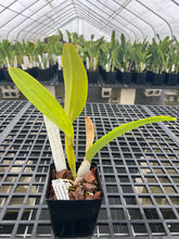 Load image into Gallery viewer, C. Bow Bells ‘White Sands’ AM /AOS OF 86 points , our exclusive awarded plant
