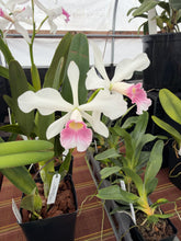 Load image into Gallery viewer, Cattleya (C.) purpurata carnea ‘Sao Paulo Beauty ‘ x self in spike first
