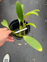 Load image into Gallery viewer, Bulbophyllum sumatranum ‘Pete’s Pick ‘ HCc , original divisions
