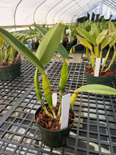 Load image into Gallery viewer, Cattleya Labiata s/a Shogun ‘s waterfall Lip ‘AM and CCM , original div virus free
