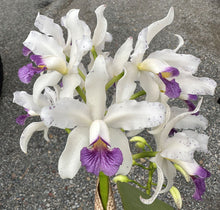 Load image into Gallery viewer, C . amethystoglossa f . coerulea

